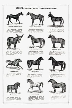 Picture of VINTAGE HORSE DRAWINGS
