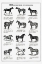Picture of VINTAGE HORSE DRAWINGS