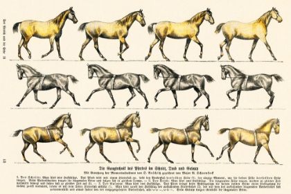 Picture of WALKING TECHNIQUE OF THE HORSE