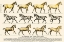 Picture of WALKING TECHNIQUE OF THE HORSE
