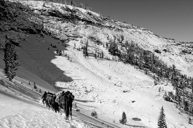 Picture of COUGAR BASIN PAYETTE