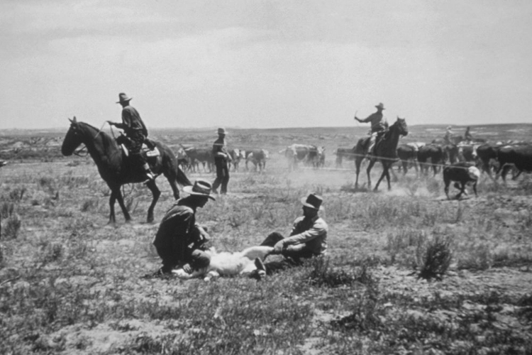 Picture of COWBOYS WORKING CALVES