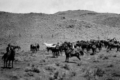 Picture of HORSES FROM NATIONAL FOREST RANGERS