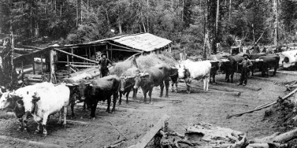 Picture of LOGGING WITH OX TEAMS