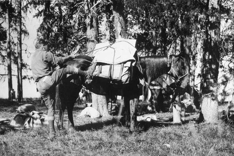 Picture of MULE PACKING