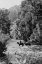 Picture of RANGER CROSSING THE WENAHA RIVER