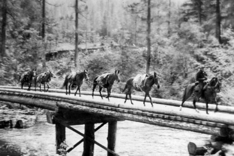 Picture of UMPQUA NATIONAL FOREST