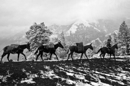 Picture of WINTER MULE PACKING