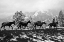 Picture of WINTER MULE PACKING