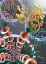 Picture of DREAM FLOWERS IX