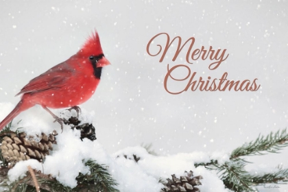 Picture of MERRY CHRISTMAS CARDINAL