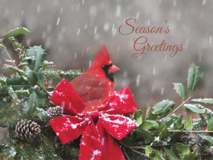 Picture of SEASONS GREETINGS CARDINAL