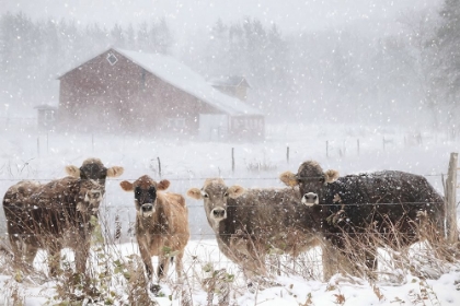 Picture of COLD COWS ON THE FARM