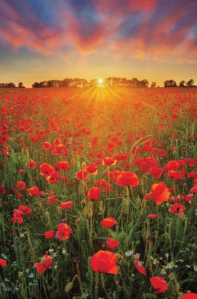 Picture of POPPIES AT SUNSET