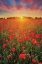 Picture of POPPIES AT SUNSET