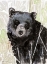 Picture of PACIFIC COAST WILDLIFE 4