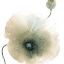 Picture of IRIDESCENT POPPY I