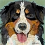 Picture of BERNESE