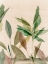 Picture of COLOURFUL TROPICS II 