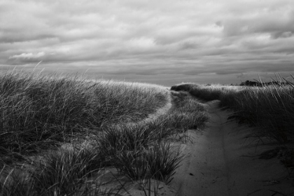 Picture of BEACH GRASSES