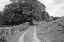 Picture of WYNLASS BECK