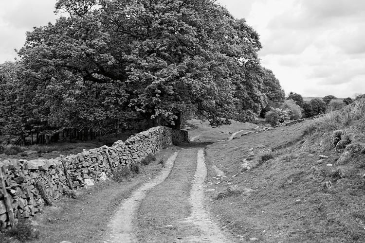 Picture of WYNLASS BECK