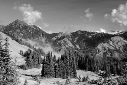 Picture of OLYMPIC MOUNTAINS I