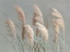 Picture of PAMPAS GRASSES ON GRAY