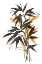Picture of AMBER LONG LEAF II
