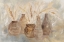 Picture of GRASSES AND BASKETS DARK