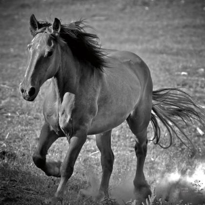 Picture of HORSE RUNNER