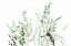 Picture of GRASSES I