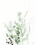 Picture of GRASSES II