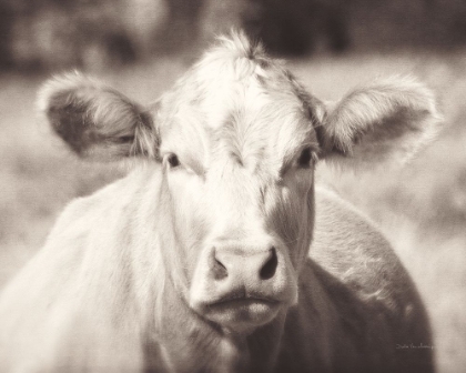 Picture of PASTURE COW NEUTRAL