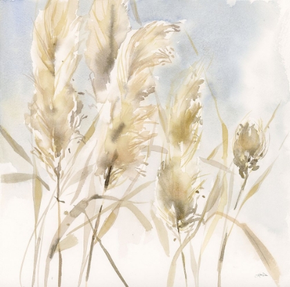 Picture of PAMPAS GRASSES