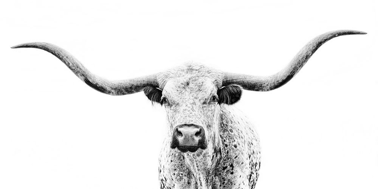 Picture of LONGHORN GAZE