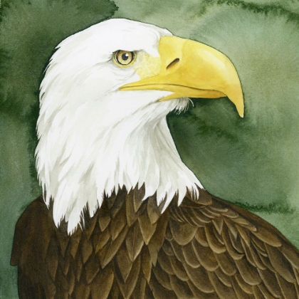 Picture of BALD EAGLE STARE I