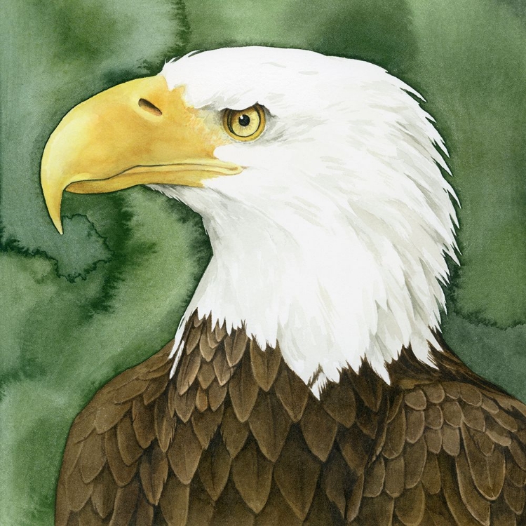 Picture of BALD EAGLE STARE II