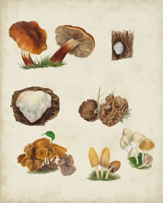 Picture of MUSHROOM SPECIES I