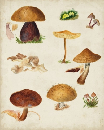 Picture of MUSHROOM SPECIES II