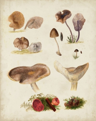 Picture of MUSHROOM SPECIES III