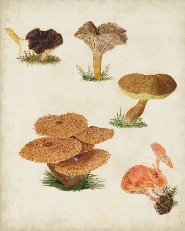 Picture of MUSHROOM SPECIES V