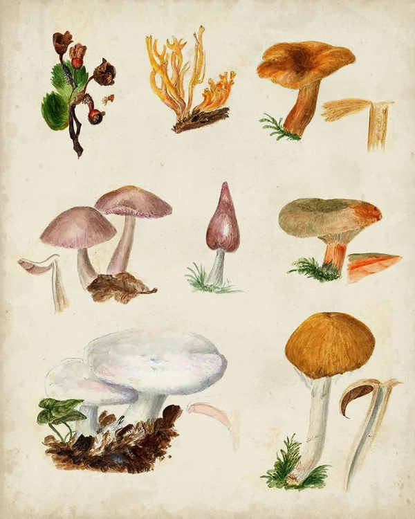 Picture of MUSHROOM SPECIES VI