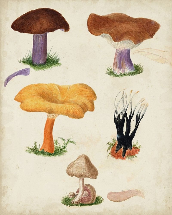 Picture of MUSHROOM SPECIES VII