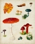 Picture of MUSHROOM SPECIES VIII