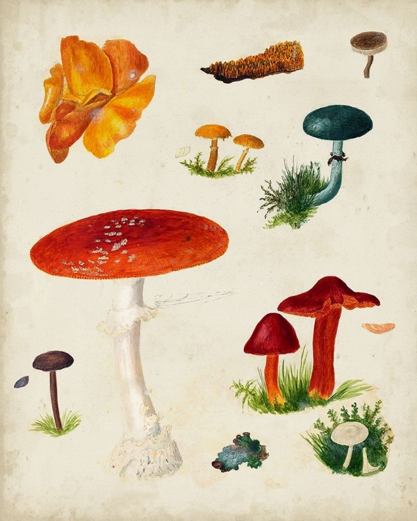 Picture of MUSHROOM SPECIES VIII