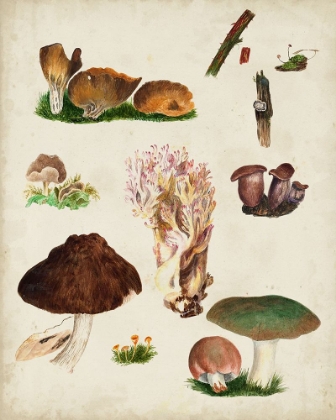 Picture of MUSHROOM SPECIES IX