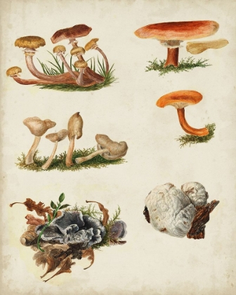 Picture of MUSHROOM SPECIES X