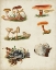 Picture of MUSHROOM SPECIES X