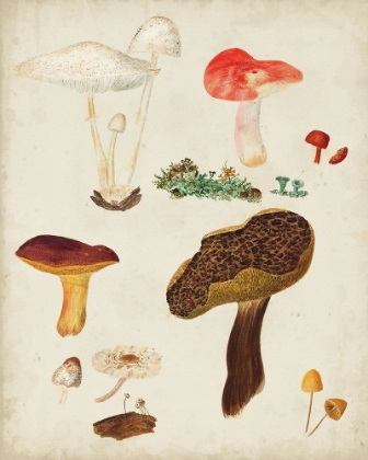 Picture of MUSHROOM SPECIES XI